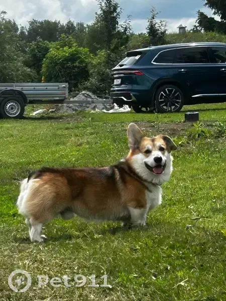 Пропал собака, «Дон», Грицовское сельское поселение - откликается на имя Толя - photo