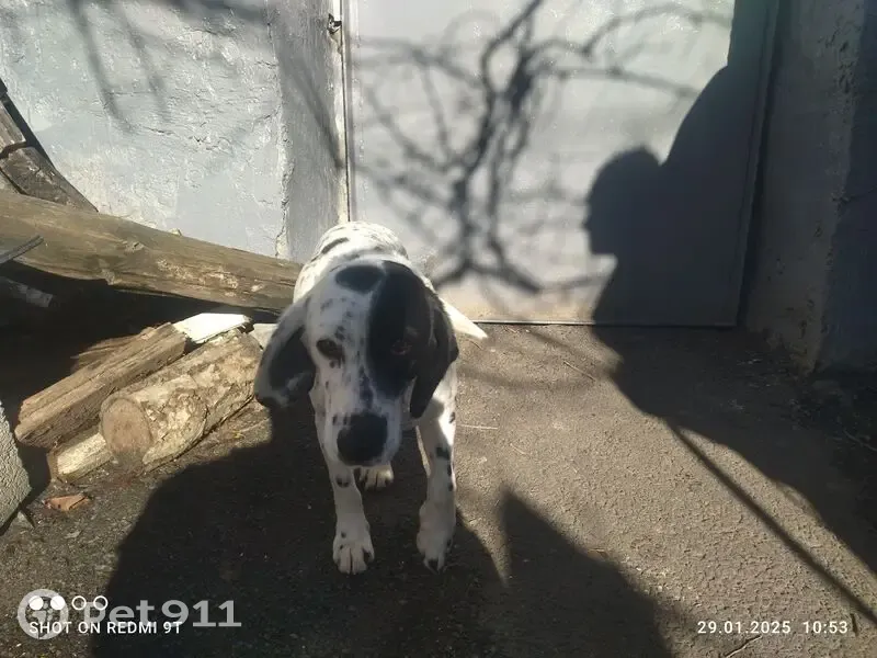 Пропал собака, мужской, Волго-Донской проезд, 18, Ставрополь - photo