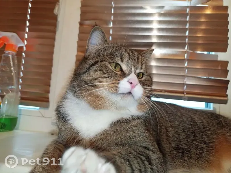 Пропал кот, улица Бориса Полевого, 34, Дивногорск - нос розовый, мордочка с белым окрасом - photo