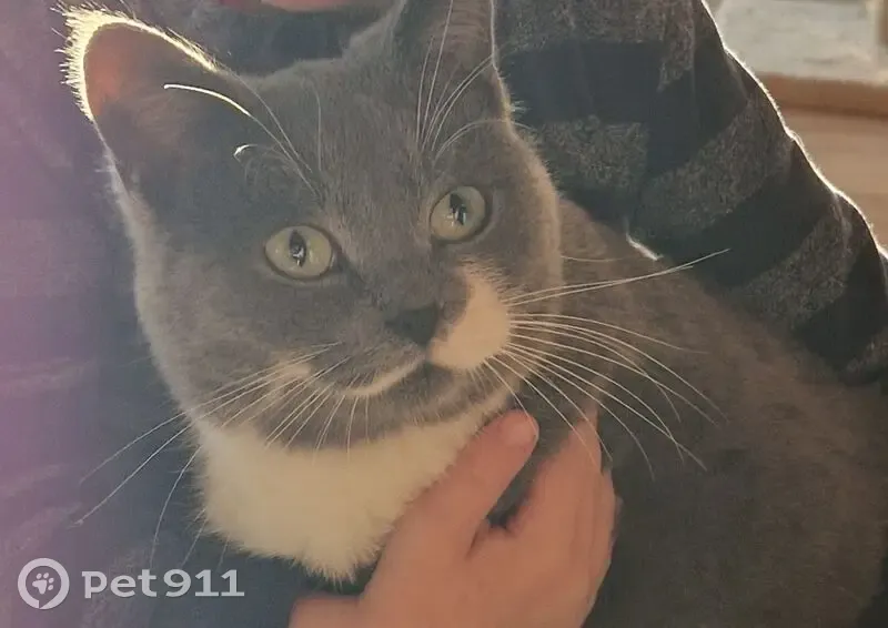 Пропал кот, Западная улица, Артёмовский - photo