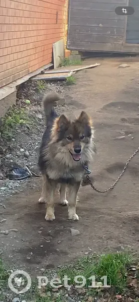 Пропал собака, Снежная улица, Петропавловск-Камчатский - пушистый с салатовым ошейником - photo