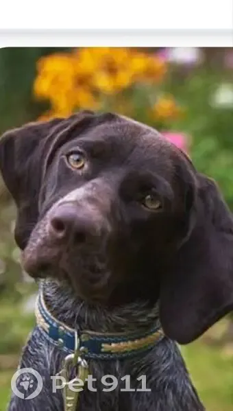 Пропал собака, Шоссейная улица, Ростов-на-Дону - курцхаар с коричневым кожаным ошейником - photo