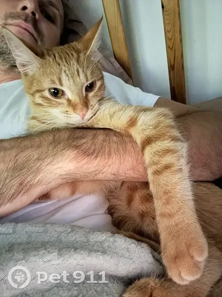 Пропал кот, Донская улица, 29А, Сочи - полосатый хвостик - photo