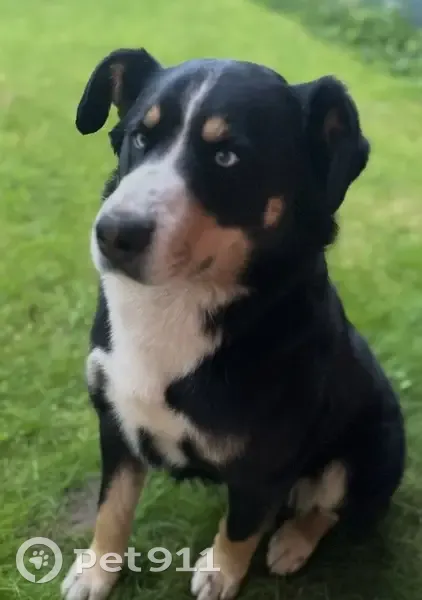 Пропал собака, Станционная улица, 3, Фрязино - голубые глаза, не агрессивный - photo