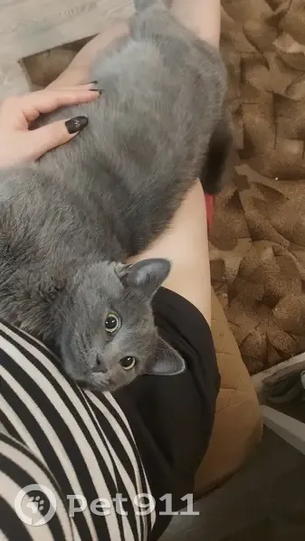 Пропал кот, Турмалиновская улица, 54, Ростов-на-Дону - серый с белыми пятнами - photo