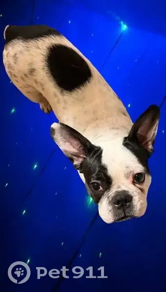 Пропала собака, Орбитальная улица, 47, Улан-Удэ - белая с черными пятнами - photo