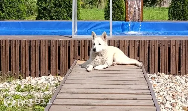 Пропала собака, Большое Полпино, Брянская область - бежевый окрас, стерилизована - photo