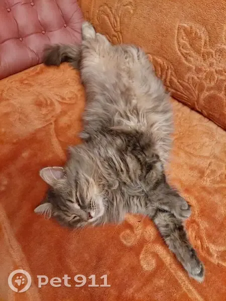 Пропал кот, проспект Циолковского, 80А, Дзержинск - пушистый, доверчивый - photo