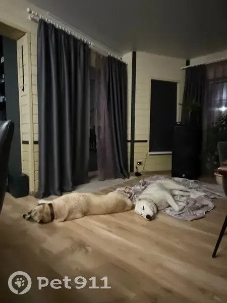 Пропала собака, 4А, Заречный - алабаи, белая и палевая - photo