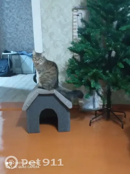 Пропала кошка, улица Чепаева, Троицкое - серо-белая - photo