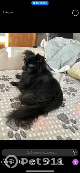 Пропала собака, Саратов, Саратовская область - черная, похожа на шпица - photo