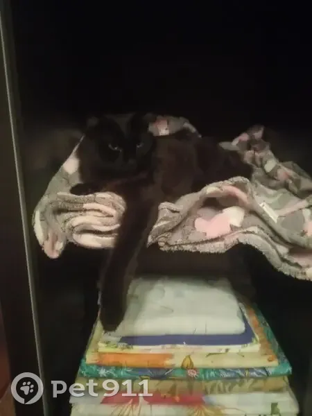 Пропал кот, улица Ясной Поляны, 10, Иваново - чёрный и пушистый - photo