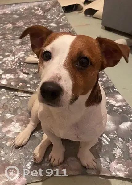 Пропал собака, Ленвенская улица, 26, Березники - бело-рыжий, сорвался с поводка - photo