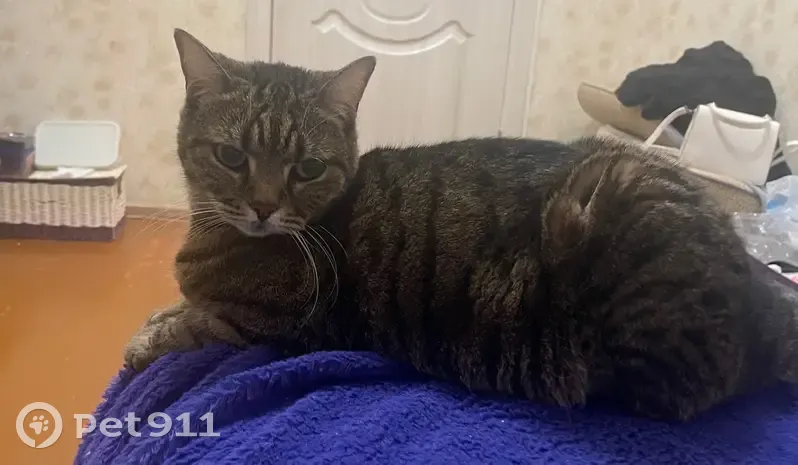 Пропала кошка, Рижская улица, 32, Камышин - зелёные глаза, немного пугается незнакомцев - photo