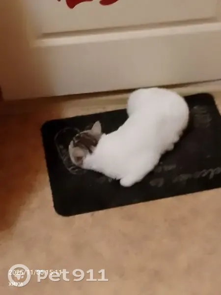 Пропал кот, Северная улица, 36, Северск - белый с оранжевыми глазами - photo