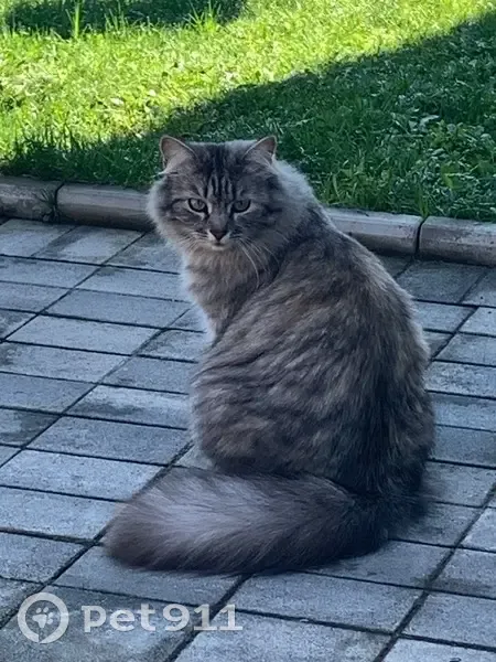 Пропала кошка, улица Кузнецова, 79, Горки - серая длинношерстная - photo