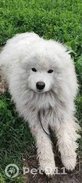 Пропала собака, женский пол, улица Михаила Врубеля, 2, Ростовка - белая и пушистая - photo