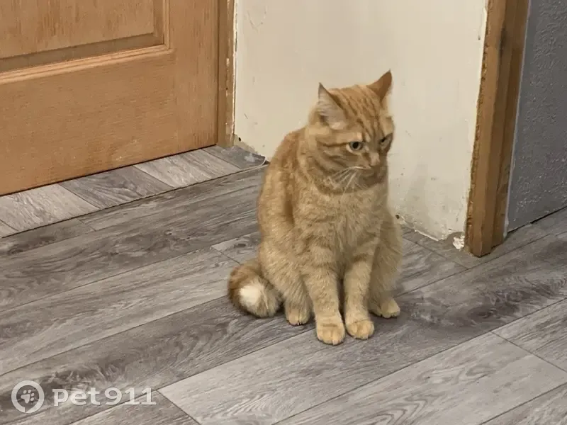 Пропал кот, улица Механиков, 3, Берёзовский - рыжий и толстый - photo