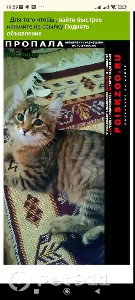 Пропала кошка, улица Мичурина, 33, Саранск - откликается на кличку Алиса - photo