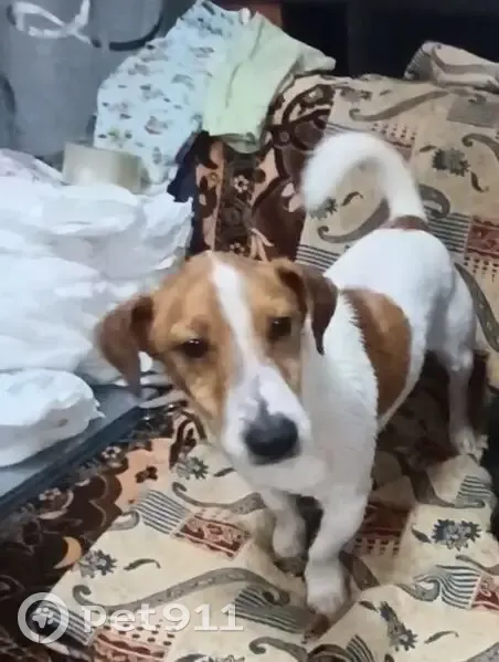 Пропала собака, Кварцевый переулок, 5, Ростов-на-Дону - Джек Рассел по кличке Степан - photo