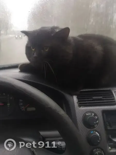 Пропал кот, Большая Пролетарская улица, Вичуга - темно-шоколадный британец - photo