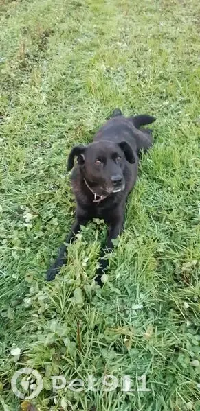 Пропал собака, Шуя — Котюрево — Реньково, Перемилово - очень ласковый с белым пятном на шее - photo