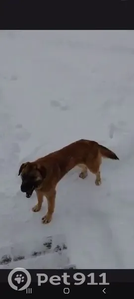 Пропала собака, женский пол, улица Войкова, Москва - рыже-подпалая, чёрный ошейник - photo
