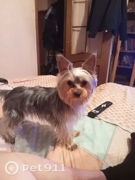 Пропала собака, переулок Олега Зобова, 11, Псков - женский ёрк терьер - photo