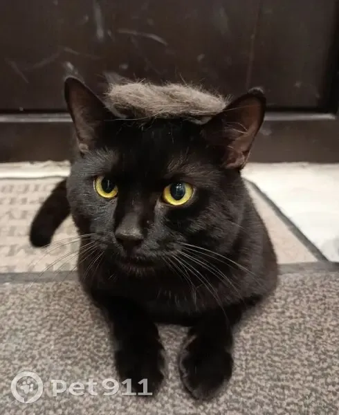 Пропал кот, Ягодное, Самарская область - чёрный с белым на груди - photo