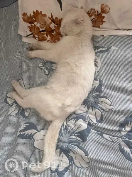 Пропала кошка, улица Куйбышева, 13, Магарамкент - добрый, в зелёном ошейнике - photo