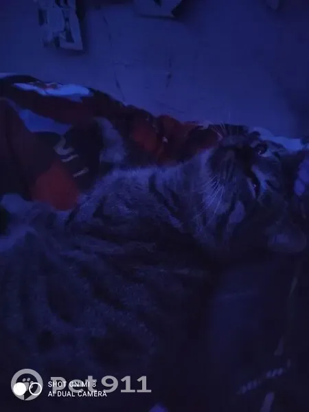 Пропал кот, улица Попова, 26, Юг - серый с полосами, жёлтые глаза - photo