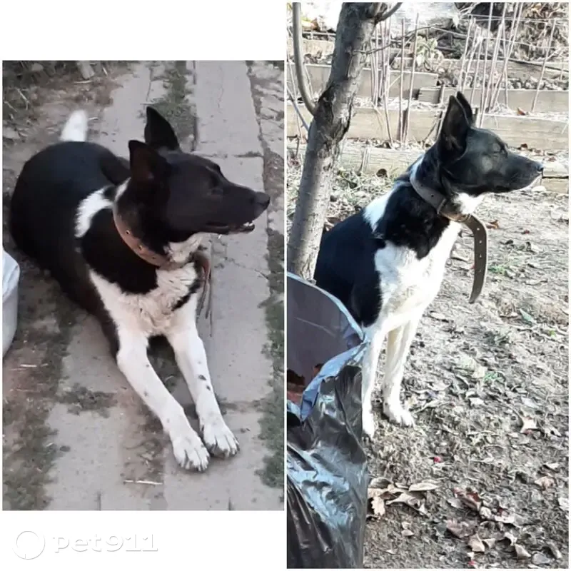 Пропала собака, Донецк, Ростовская область - гладкошёрстная, чёрно-белая - photo