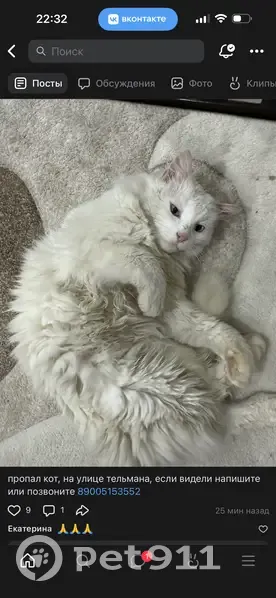 Пропал кот, переулок Тельмана, 1В, городской округ Моршанск - белый, пушистый, с разными глазами - photo