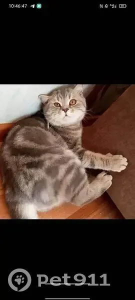 Пропал кот, Советская улица, Моршанск - серый с полосками - photo