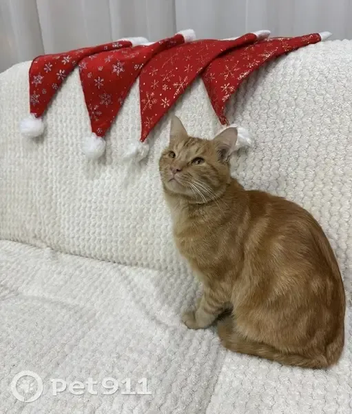 Пропал кот, Революционная улица, 104, Советское городское поселение - photo