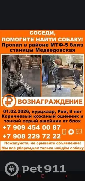 Пропал собака, мужской, Колхозная улица, 7, Медвёдовская - в коричневом и сером ошейнике - photo