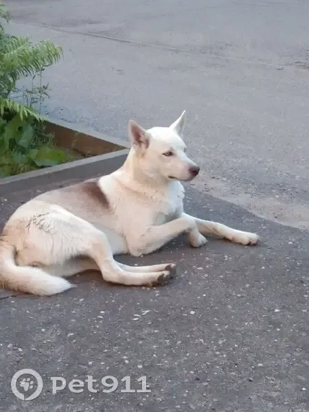 Пропала собака, Восточная улица, 5Б, Семибратово - глаза разного цвета - photo