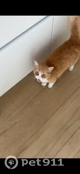 Пропала кошка, Брянская улица, 18И/1, Высокое - рыжая с белыми лапками - photo