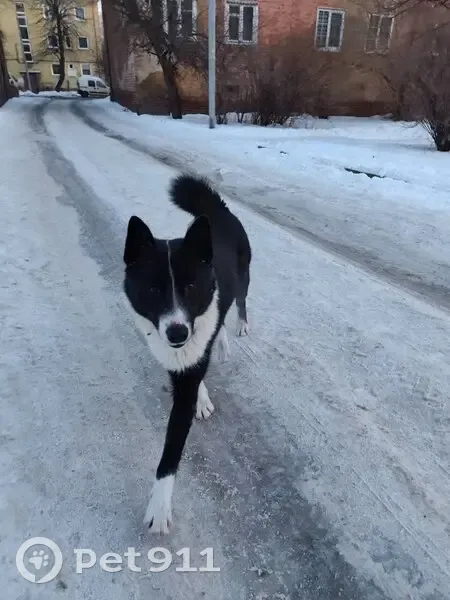 Найден собака, мужской, улица Маршала Баграмяна, 14, Калининград - photo