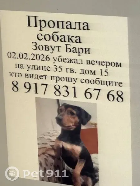 Пропал собака, улица 35-й Гвардейской дивизии, 15, Волгоград - такса мальчик - photo