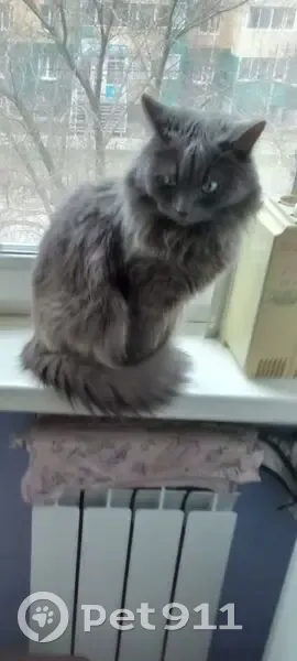 Пропал кот, Сиреневая улица, 13, Барнаул - серый пушистый - photo