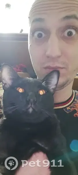 Пропал кот, Коллективная улица, 37, Казань - худощавый метис ориентал - photo