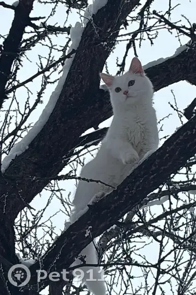 Пропал кот, Казачий переулок, Новопавловск - пушистый, длинношерстный - photo