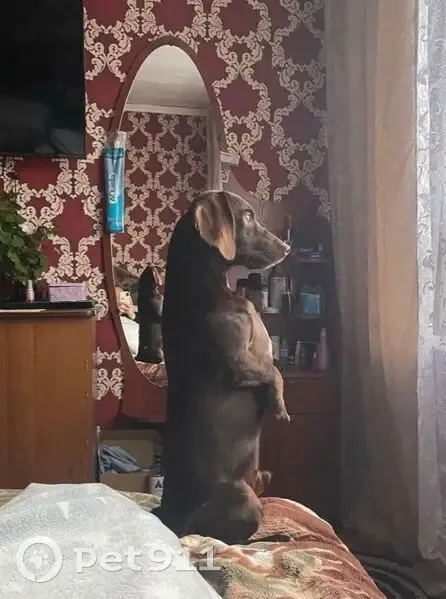 Пропала собака, Строительная улица, 5, Агинское - темно-коричневый окрас - photo