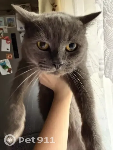 Пропал кот, улица Кирова, 10, Великий Устюг - шотландец, серый окрас - photo