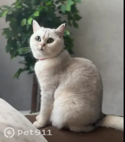 Пропала кошка, Архангельская улица, Нижний Новгород - бело-серая с большими зелеными глазами - photo