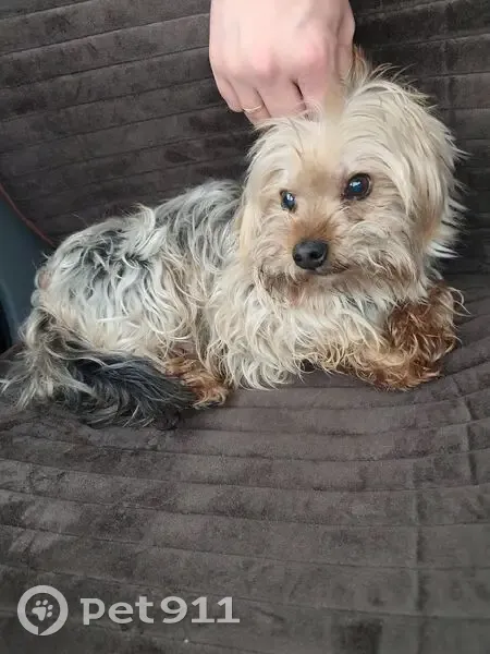 Найден собака, мужской, улица Маяковского, городской округ Сургут - photo