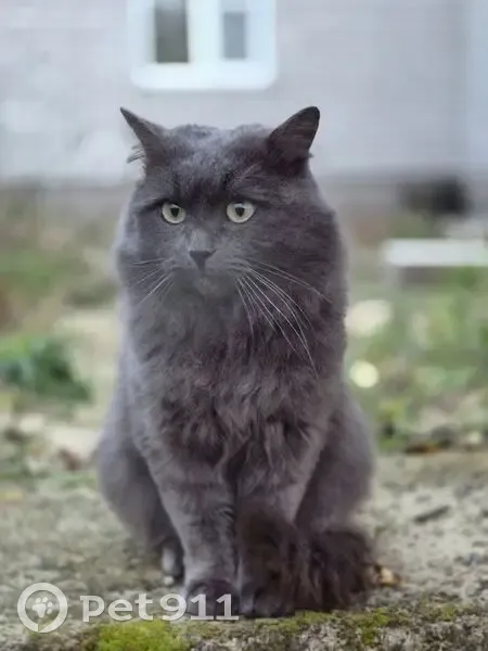 Пропал кот, Советская улица, Липецк - очень пугливый - photo