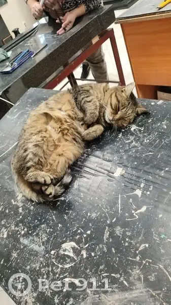 Пропала кошка, проспект Кулакова, 140Б, городской округ Курск - белый ошейник - photo