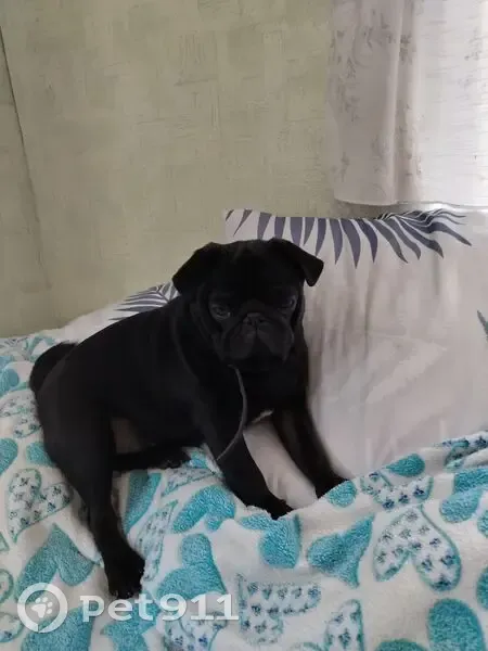 Пропал собака, улица Зорге, Новосибирск - чёрный с белым пятном - photo